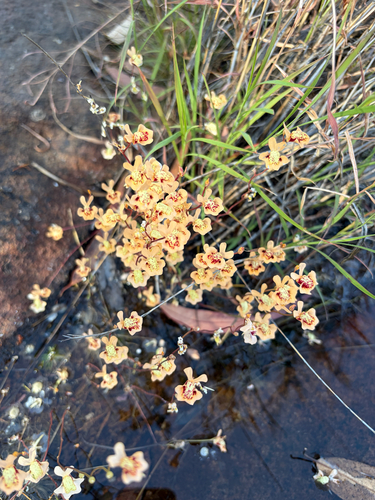 Utricularia fulva