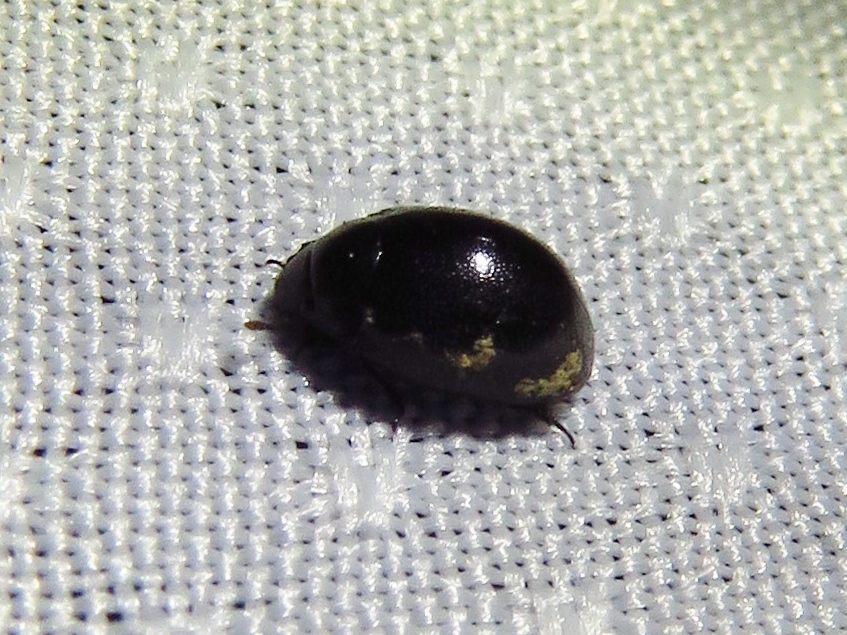 Wounded-tree Beetles