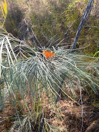 Darwin Silky Oak