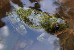 Osteopilus vastus