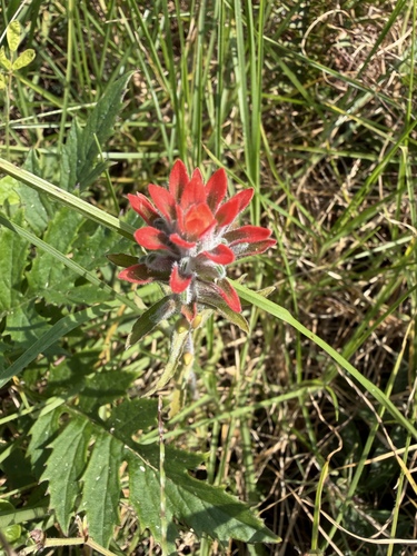 Castilleja arvensis, photograph 4