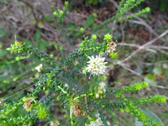(c) Shaun Swanepoel, some rights reserved (CC BY) Agathosma apiculata, photograph (c) Shaun Swanepoel, some rights reserved (CC BY)
