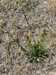 Penstemon albidus