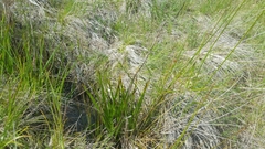 Toxicoscordion fontanum