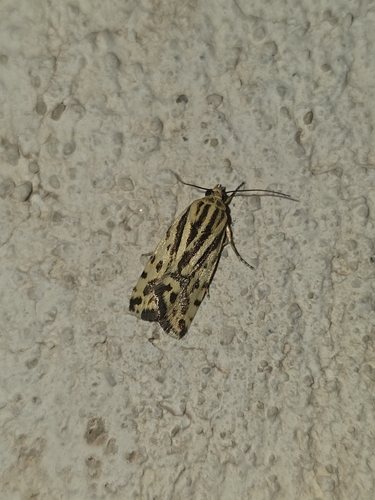Spotted Sulphur