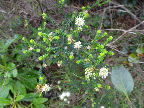 Agathosma apiculata, photograph 5