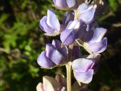 Lupinus argenteus palmeri