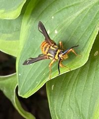 Paranthrene simulans