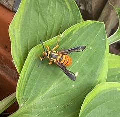 Paranthrene simulans