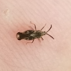 Teleonemia scrupulosa