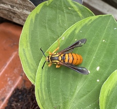 Paranthrene simulans