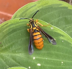 Paranthrene simulans