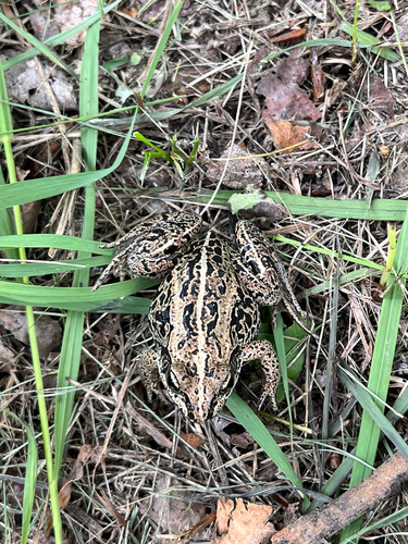 Wood Frog
