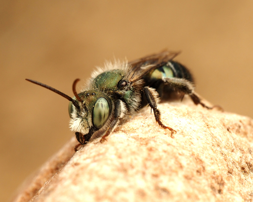 iNaturalist observation photo of Osmiini