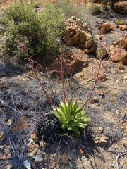 Dudleya ingens