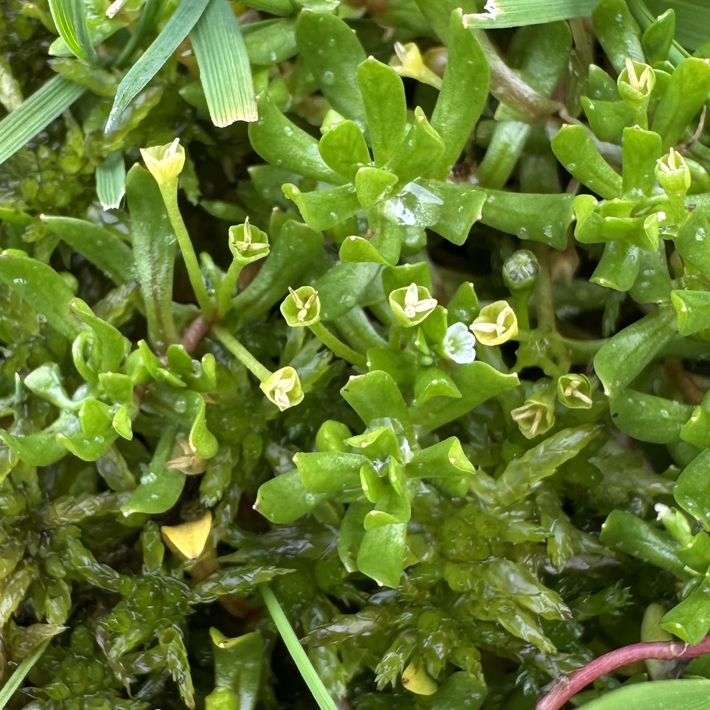 Montia fontana; photograph (c) Julia Henning, some rights reserved (CC BY)