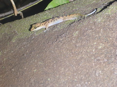 Cyrtodactylus condorensis