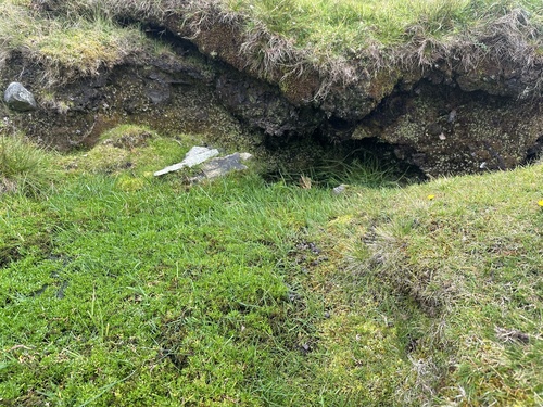 Montia fontana, photograph 2