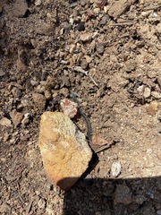 Scolopendra polymorpha