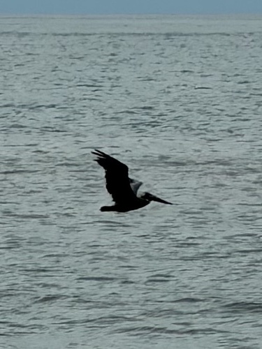 Brown Pelican