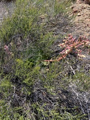 Dudleya ingens