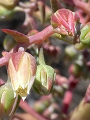 Dudleya ingens