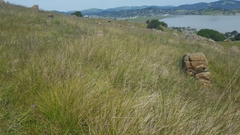 Calamagrostis ophitidis