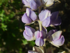 Lupinus argenteus palmeri