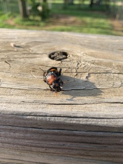 Nicrophorus americanus