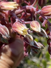Dudleya ingens
