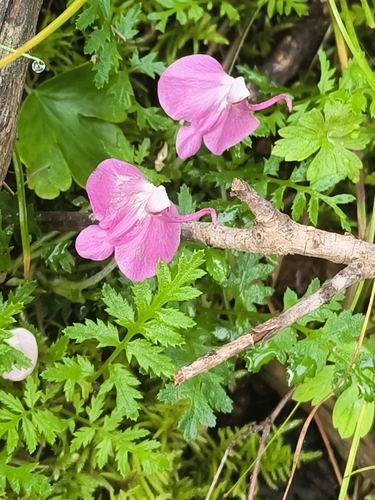 Pedicularis muscicola
