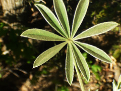 Lupinus argenteus palmeri