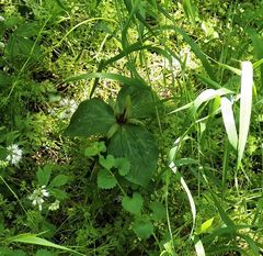 Trillium viridescens