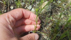 Hesperolinon congestum