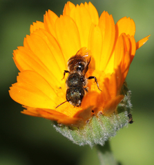 Osmia coloradensis