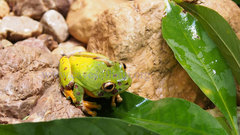 Boana heilprini