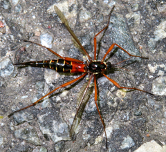 Tanyptera dorsalis