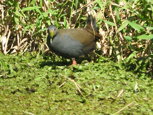 Blackish Rail (Pardirallus nigricans), photo 4