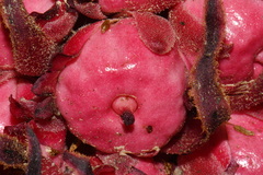 Sarcodes sanguinea, photograph (c) Brian Finzel, some rights reserved (CC BY-SA)