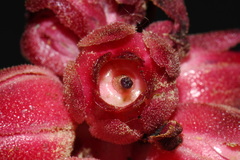 Sarcodes sanguinea, photograph (c) Brian Finzel, some rights reserved (CC BY-SA)