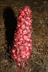 Sarcodes sanguinea, photograph (c) Brian Finzel, some rights reserved (CC BY-SA)