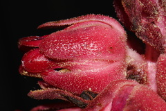 Sarcodes sanguinea, photograph (c) Brian Finzel, some rights reserved (CC BY-SA)