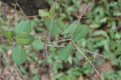 Lonicera reticulata