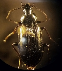 Agonum fidele