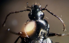 Agonum fidele