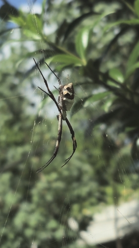Silver Garden Orbweaver
