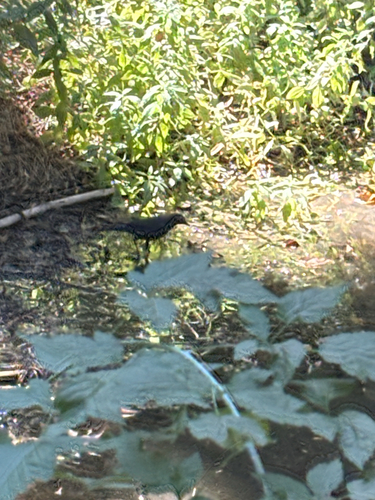 iNaturalist observation photo of Brewer's Blackbird