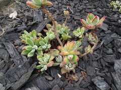 Echeveria pulvinata
