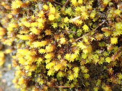 Racomitrium ryszardii