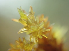 Racomitrium ryszardii